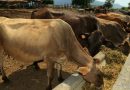 Producción de carne de res y acopio de leche registran buen comportamiento en Nicaragua Producción de carne de res y acopio de leche registran buen comportamiento en Nicaragua