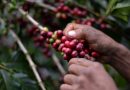 Cafetaleros pagarán por octavo año un “impuesto” al que no le ven “ningún beneficio” Cafetaleros pagarán por octavo año un “impuesto” al que no le ven “ningún beneficio”