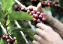 ¿Por qué las metas oficiales de la cosecha cafetalera 2021-2022 no serán fáciles de lograr? ¿Por qué las metas oficiales de la cosecha cafetalera 2021-2022 no serán fáciles de lograr?