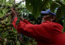 Caficultores esperan producir más de tres millones de quintales pese a afectaciones climáticas y de mano de obra Caficultores esperan producir más de tres millones de quintales pese a afectaciones climáticas y de mano de obra