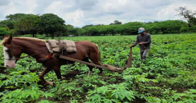 Capacidad de trabajo del pueblo imprescindible en el crecimiento económico de Nicaragua