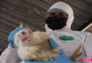 Nicaragua realiza exitoso simulacro para la prevención de la Influenza Aviar